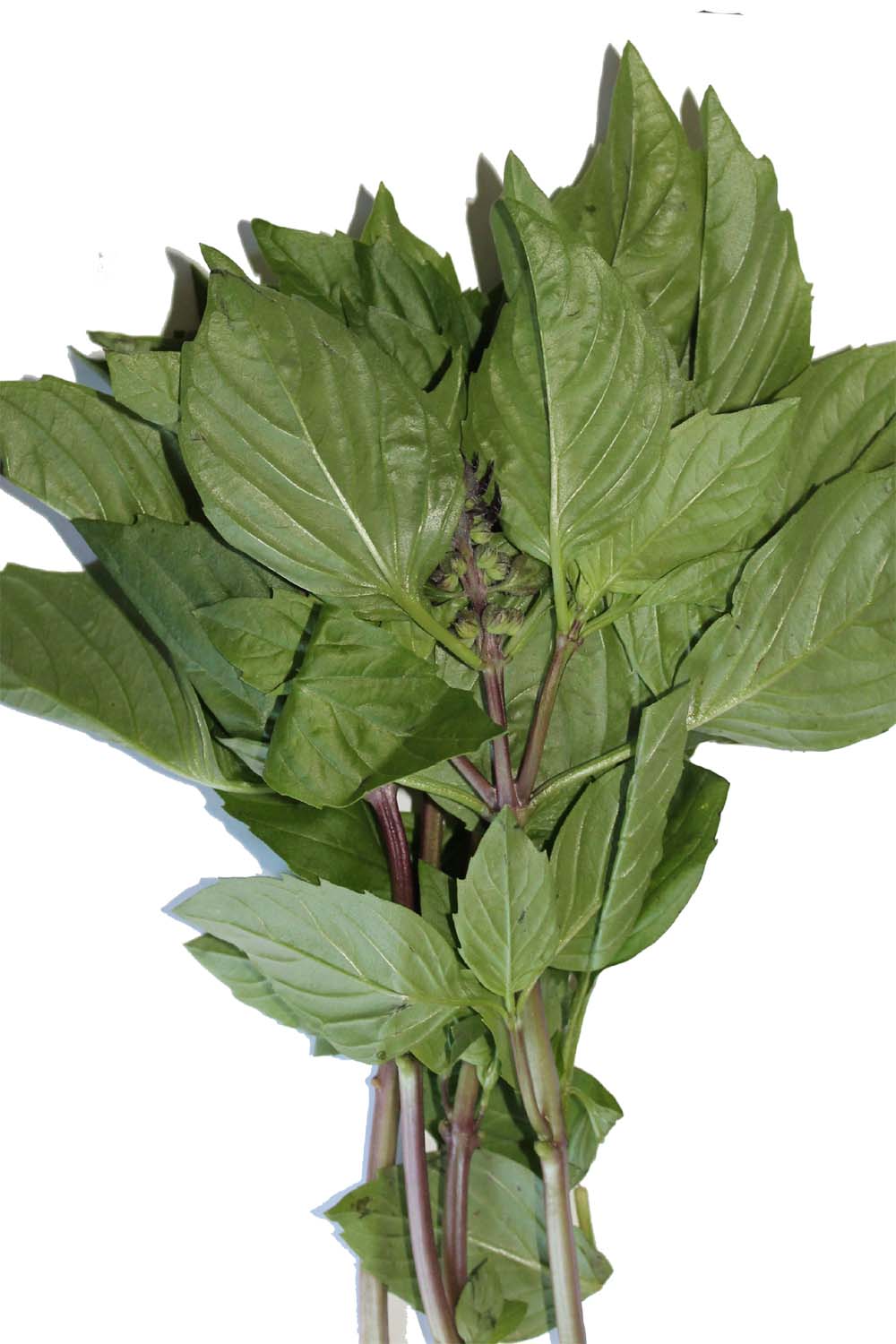 Thai basil H ng qu