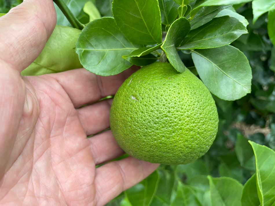 KABOSU Cooking Citrus | Suzuki Farm | 1 pc