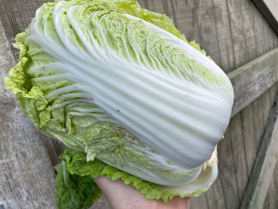 Napa Cabbage | From Our Suppliers | 1 head