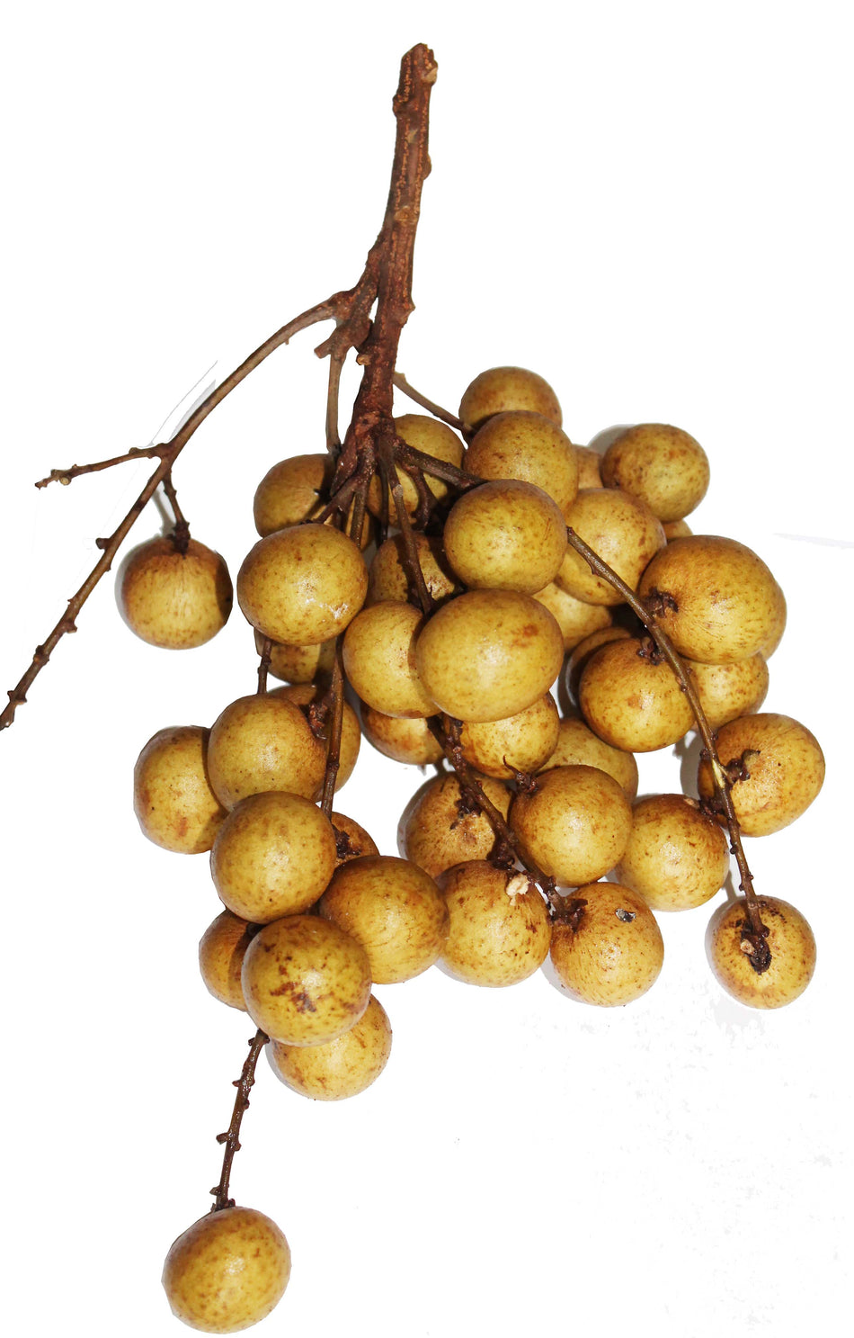 Fresh Longan