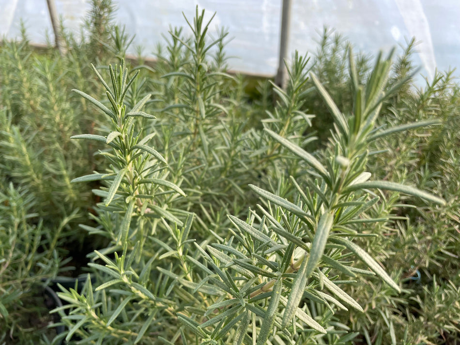 Rosemary | Suzuki Farm | 0.05 lb