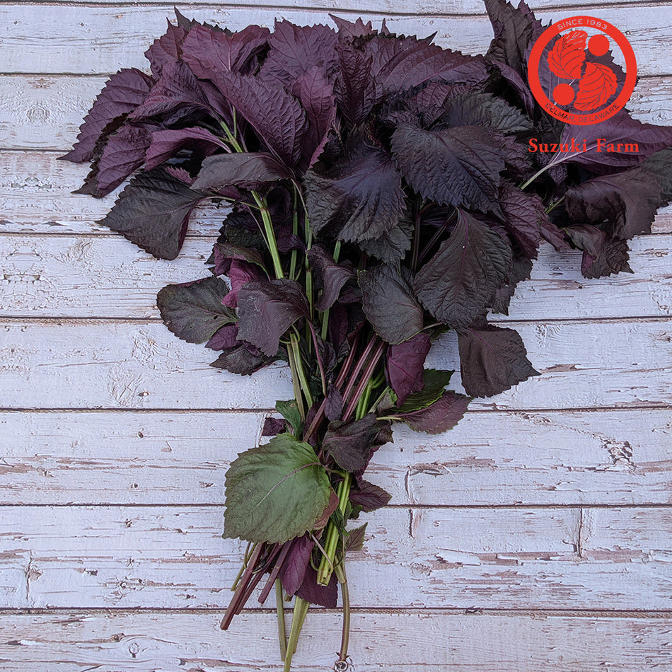 Red SHISO Leaf (Perilla) | Suzuki Farm | 1 bunch