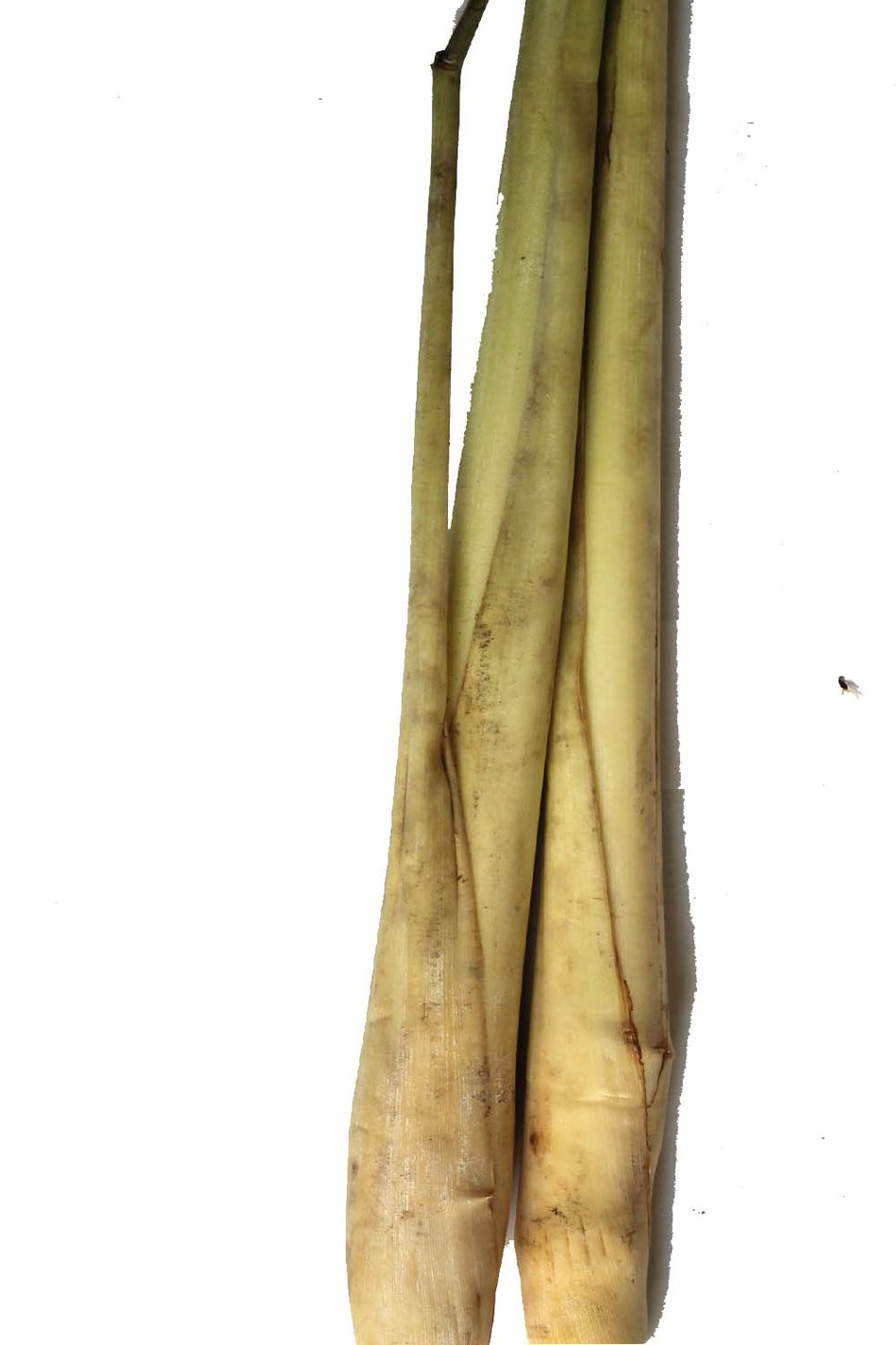 Lemongrass- cộng sả